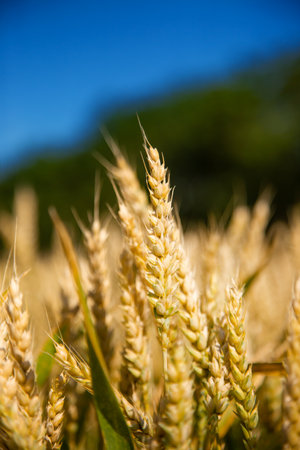 Wheat field, Ears of golden wheat close up. Beautiful Nature Landscape. Background of ripening ears of meadow wheat field. Agricultural harvestの写真素材