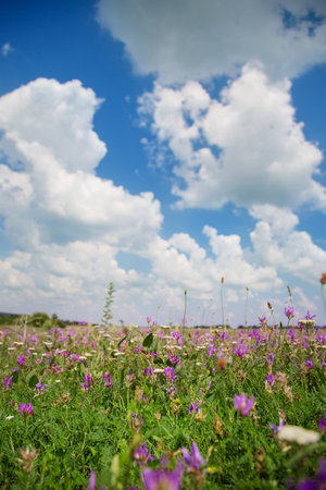 Wild pink, purple flowers on meadow with cloudy blue sky. Summer day on field of grass, cloud on blue sky. field, summer landscapeの写真素材