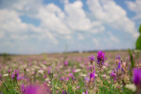 Wild pink, purple flowers on meadow with cloudy blue sky. Summer day on field of grass, cloud on blue sky. field, summer landscapeの写真素材