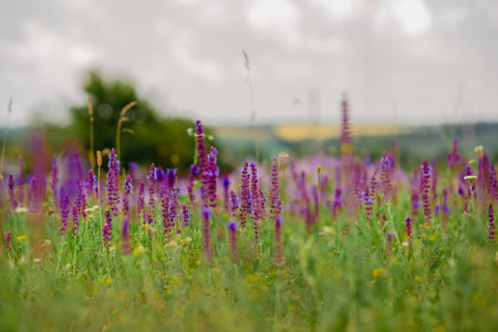 Wild pink, purple flowers on meadow with cloudy blue sky. Summer day on field of grass, cloud on blue sky. field, summer landscapeの写真素材