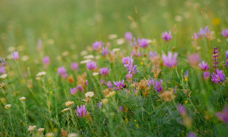 Wild pink, purple flowers clover, Trifolium pratense on meadow with cloudy blue sky. Summer day on...