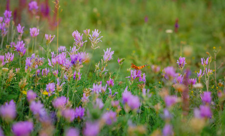 Wild pink, purple flowers clover, Trifolium pratense on meadow with cloudy blue sky. Summer day on field of grass, cloud on blue sky. field, summer landscapeの写真素材