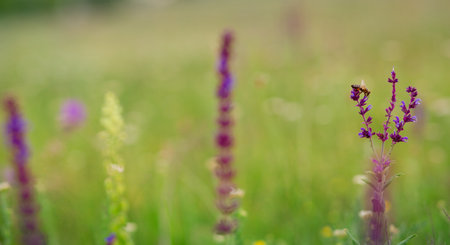 Wild pink, purple flowers on meadow with cloudy blue sky. Summer day on field of grass, cloud on blue sky. field, summer landscapeの写真素材