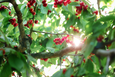 Branch full of ripe red cherries with green leaves against background of sunlight. Summer fruit...