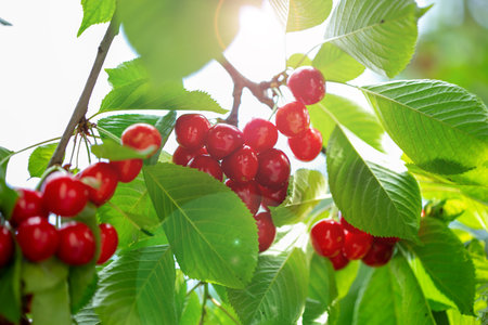 Branch full of ripe red cherries with green leaves against background of sunlight. Summer fruit...