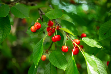 Fresh bunch ripe red cherries hanging on branch with green leaves background. Summer fruit harvest...