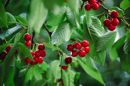 Branch full of ripe red cherries with green leaves against background of sunlight. Summer fruit...