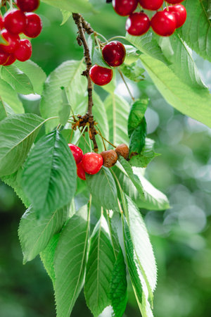 Close-up cherries on tree with some fruit rotting due to mold or fungus. Shows contrast between...