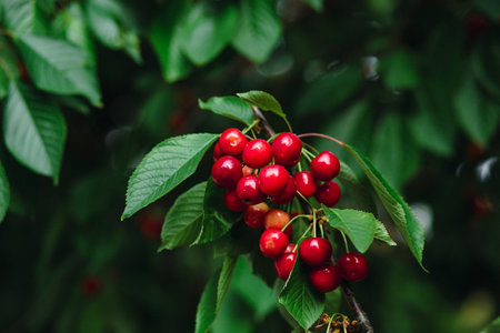 Branch full of ripe red cherries with green leaves against background of sunlight. Summer fruit...