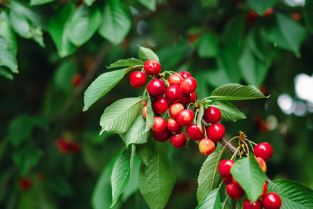 Branch full of ripe red cherries with green leaves against background of sunlight. Summer fruit...