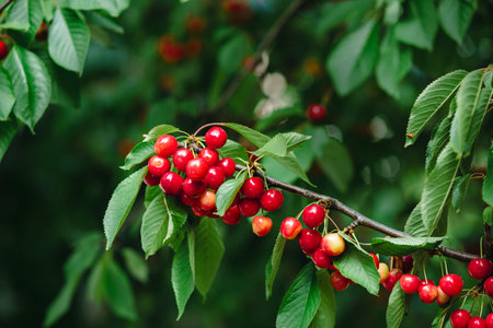 Branch full of ripe red cherries with green leaves against background of sunlight. Summer fruit...