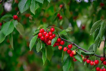 Fresh bunch ripe red cherries hanging branch green leaves background. Summer fruit harvest natural...