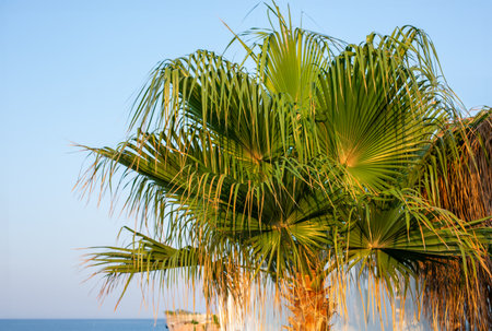 Coconut palm trees, beautiful tropical background, vintage filter. Large Green Tropical Leaves, copy space, bannerの写真素材