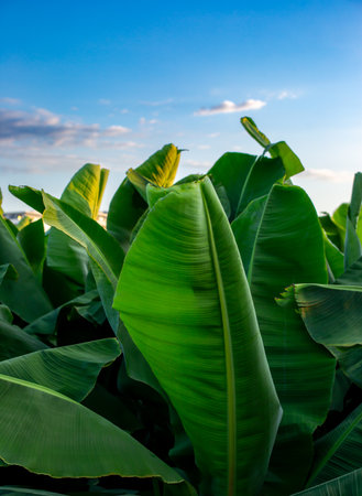 Close-Up of Large Green Tropical Banana Leaves. Lush banana leaves captured in daylight, showing texture, pattern, and natural of tropical plants.の写真素材