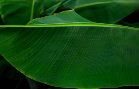 Close-Up of Large Green Tropical Banana Leaves. Lush banana leaves captured in daylight, showing texture, pattern, and natural of tropical plants.の写真素材