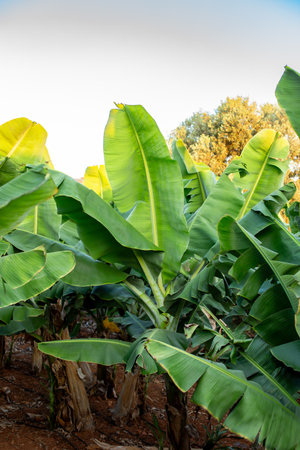 Close-Up of Large Green Tropical Banana Leaves. Tropical banana trees with fresh green leaves growing lush under bright blue sky.の写真素材