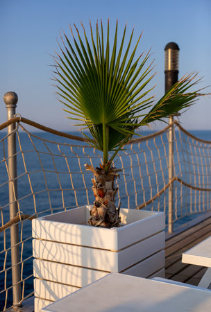 Large Green Tropical Leaves, copy space, bannerの写真素材