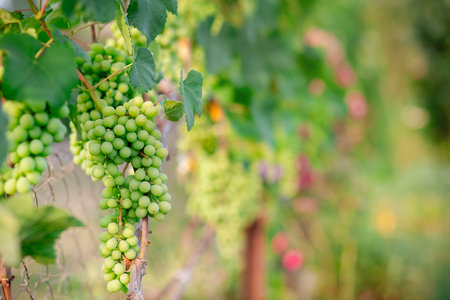 Close-up of fresh green grapes hanging on the vine, surrounded by lush leaves, symbolizing agriculture, harvest, and natural food production.の写真素材