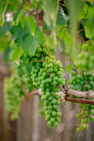 Grapes cluster. A close-up of vibrant green grapes hanging on vine with lush leaves. copy space,...