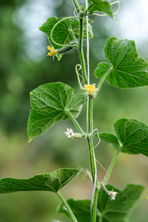 A tiny cucumber forming at the base of a yellow flower on a vine, captured in macro detail with a...