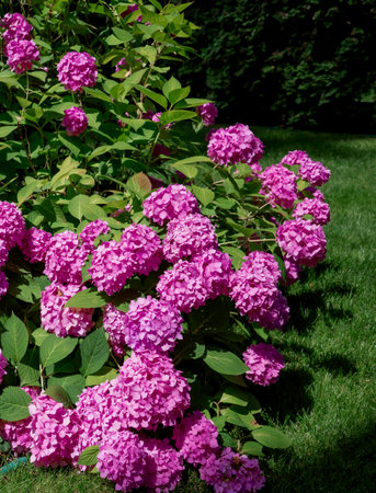 Pink Hydrangeas Blooming in a Backyard Garden. Beautiful cluster of blooming pink hydrangeas...