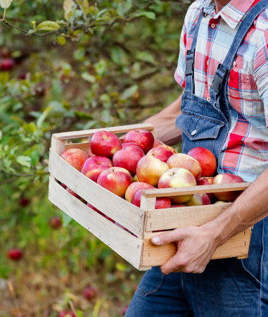 Close-up of farmer worker holding apple while picking fresh ripe fruit in orchard during autumn harvest. Harvest time.の写真素材