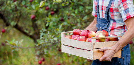 Smiling male farmer in a plaid shirt holds wooden crate full of red apples in lush apple orchard. Harvest time.の写真素材