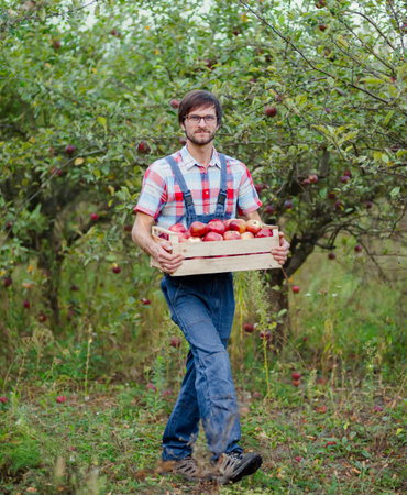 Smiling male farmer in checkered shirt holding wooden crate full of red apples in lush apple orchard. Harvest time.の写真素材