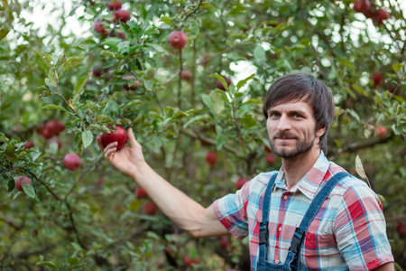 Close-up of farmer worker holding apple while picking fresh ripe fruit in orchard during autumn harvest. Harvest time.の写真素材