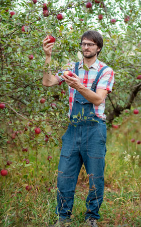Smiling male farmer in checkered shirt holding wooden crate full of red apples in lush apple...