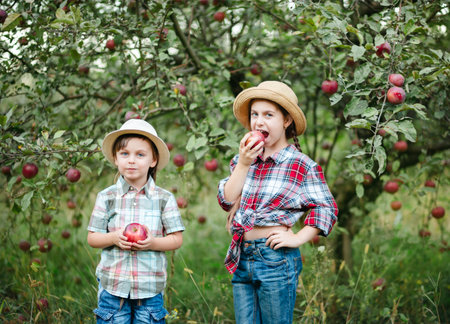 Cheerful boy and girl standing in apple orchard with red apples in hands, children dressed in...