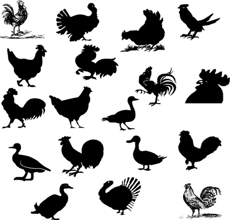 farm bird setのイラスト素材