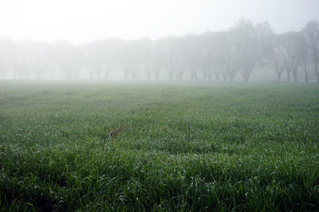 trees and fogの写真素材