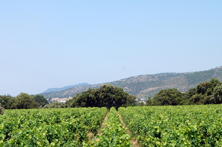 vineyard, trees and mountainsの写真素材