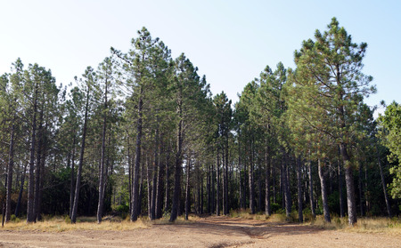 pine Grove