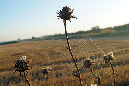 web on thornsの写真素材