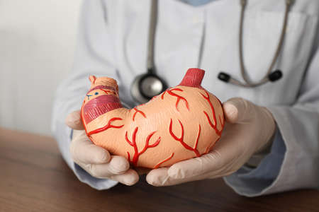 Gastroenterologist with human stomach model at table in clinic, closeupの写真素材