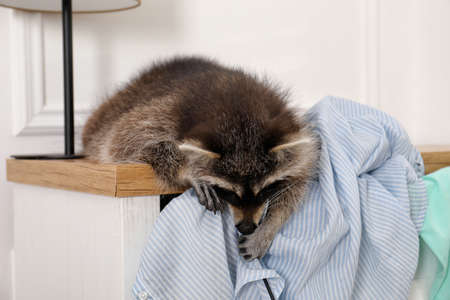 Cute mischievous raccoon playing with clothes on dresser indoorsの写真素材