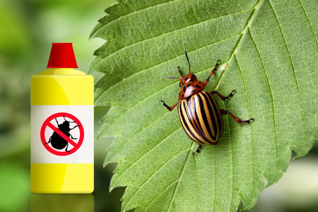 Insecticide and Colorado potato beetle on green plant outdoorsの写真素材