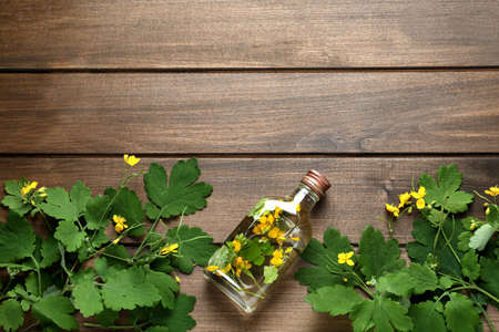 Bottle of celandine tincture and plant on wooden table, flat lay. Space for text