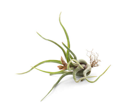 Beautiful tillandsia isolated on white. Exotic houseplantの写真素材