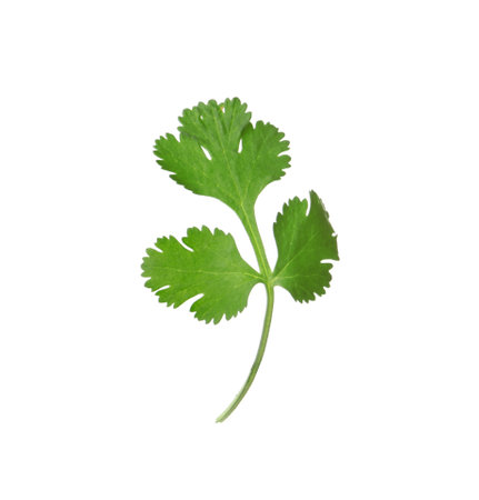 Aromatic fresh green cilantro isolated on whiteの写真素材