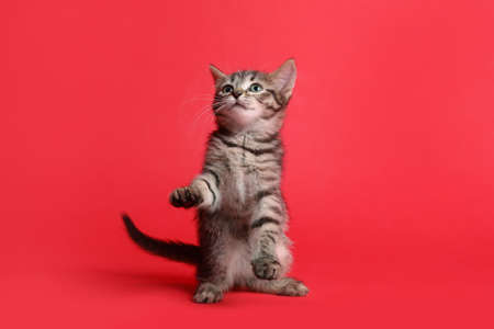 Cute little tabby kitten on red backgroundの写真素材