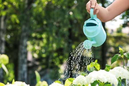 Woman watering fresh flower bed with can outdoors, closeup. Space for textの写真素材