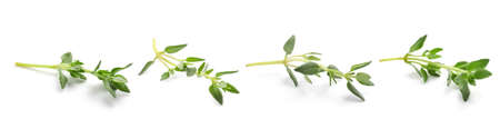 Set with aromatic thyme on white background. Banner design