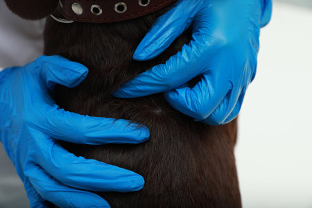 Veterinarian examining dog's skin for ticks, closeupの写真素材