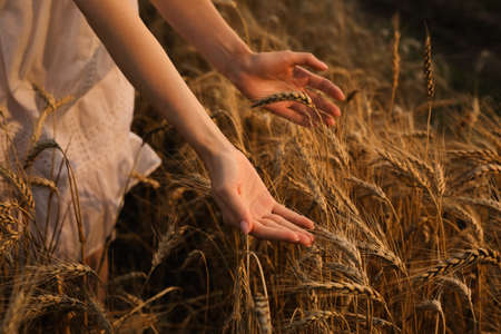 Woman in ripe wheat spikelets field, closeup