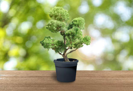 Beautiful bonsai tree in pot on wooden table outdoors