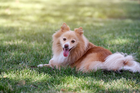 Cute dog lying on green grass in parkの写真素材