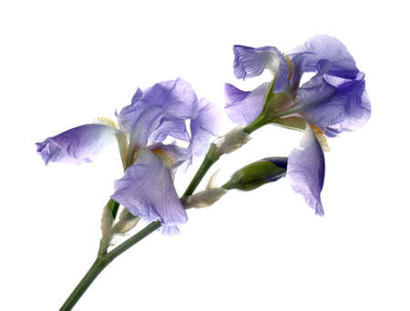 Beautiful irises isolated on white. Spring flowerの写真素材